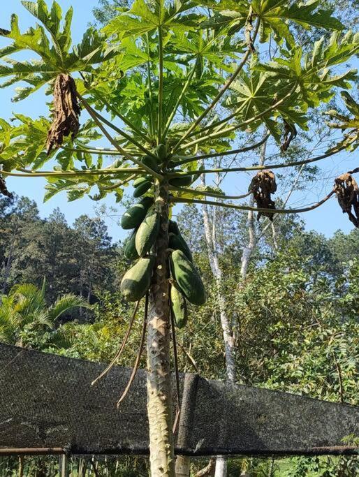 Sitio Paraiso Verde จูคิทชิบา ภายนอก รูปภาพ